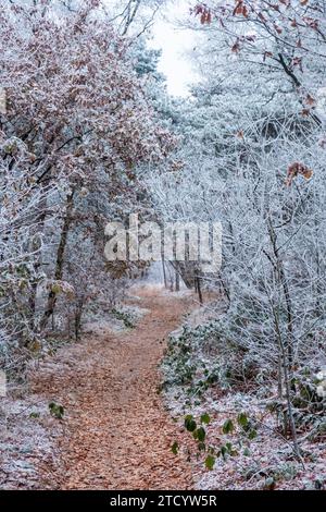 Dieses Bild zeigt einen ruhigen, schneebedeckten Pfad, der sich durch einen Laubwald schlängelt. Ein sanfter Frost klebt an den Ästen und Blättern und hebt die komplizierten Details der Bäume und des Unterholzes hervor. Die gedämpften Farben deuten auf die ruhige Kälte eines Wintertages hin, während der erdbraune Pfad einen warmen Kontrast zum eisigen Blau und weiß der frostigen Vegetation bildet. Der bewölkte Himmel deutet auf das Potenzial für mehr Schnee hin und verstärkt die Einsamkeit und Stille der Szene. Winter's Whisper in the Woods. Hochwertige Fotos Stockfoto