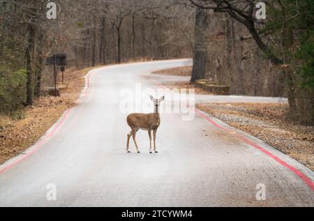 Ein Hirsch in der Chickasaw National Recreation Area in Sulphur, Oklahoma Stockfoto