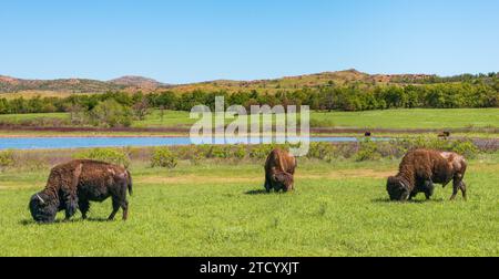 Drei Bison grasen an getrennten Stellen über eine grüne Wiese verteilt, mit einem Teich und Hügeln im Hintergrund, im Wichita Mountains National Wildlife Refuge, Oklahoma. Stockfoto