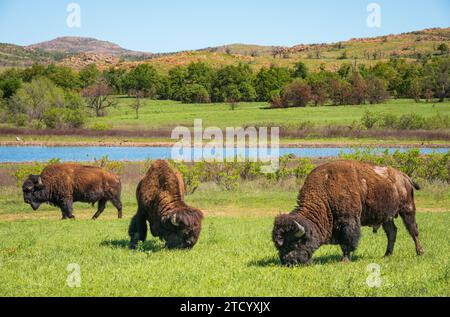 Drei Bison mit dicken braunen Mänteln grasen eng beieinander auf der Wiese im Wichita Mountains National Wildlife Refuge, Oklahoma. Stockfoto