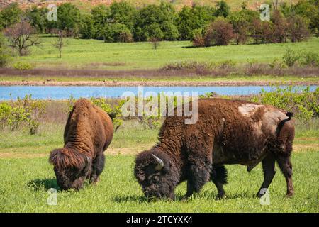 Zwei Bisons grasen im Gras, einer zeigt mit einem zotteligen Mantel zur Kamera, der andere im Profil, im Wichita Mountains National Wildlife Refuge, Oklahoma. Stockfoto