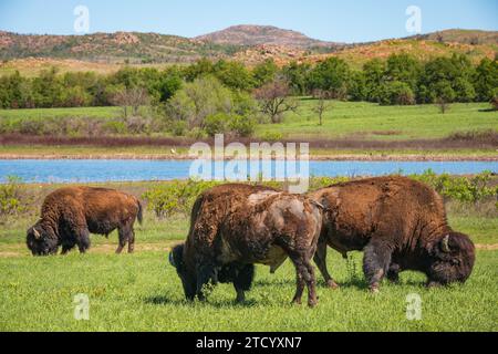 Drei Büffel grasen zusammen in einer Gruppe vor einem Teich und einem baumbedeckten Anstieg im Wichita Mountains National Wildlife Refuge, Oklahoma. Stockfoto