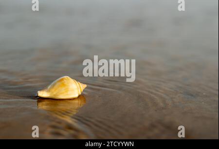 Einsame Muschel am Strand bei Sonnenaufgang. Unscharfer Hintergrund Stockfoto