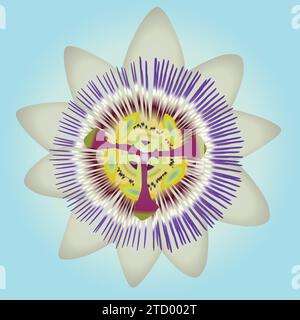 Eine Vektor-Illustration einer Passionsblume. Blauer Hintergrund mit Farbverlauf. Stock Vektor