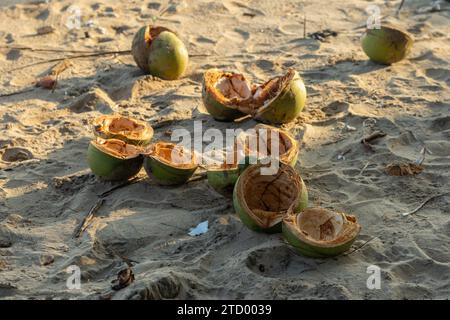 Junge Kokosabfälle am Strand. Eine unverantwortliche Person hat es gerade am Strand gelassen. Umweltprobleme Stockfoto