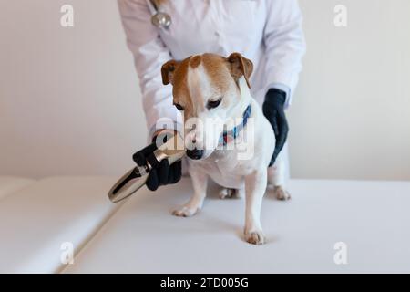 Pflegeverfahren in einer Tierklinik. Ein Mädchen in einem weißen Mantel und schwarzen Handschuhen entfernt und trimmt das alte Fell eines überwachsenen Jack Russell Terriers Stockfoto