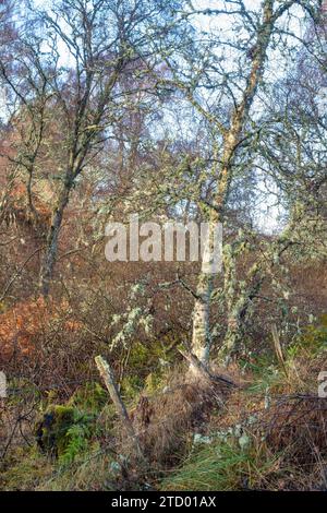 Betula. Birken bedeckt mit Flechten entlang einer schottischen Brandung im November. Speyside, Morayshire, Schottland Stockfoto