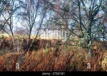 Betula. Birken bedeckt mit Flechten entlang einer schottischen Brandung im November. Speyside, Morayshire, Schottland Stockfoto