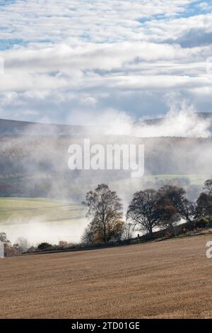 Baumsilhouetten im Nebel entlang des Flusses Spey im November. Morayshire, Schottland Stockfoto