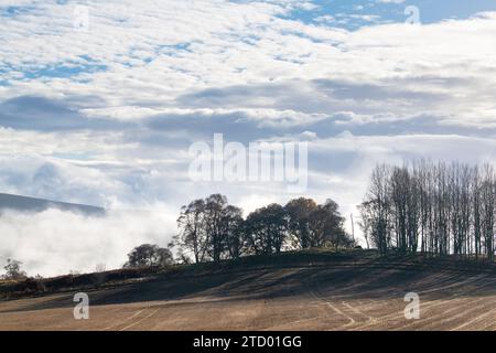 Baumsilhouetten im Nebel entlang des Flusses Spey im November. Morayshire, Schottland Stockfoto