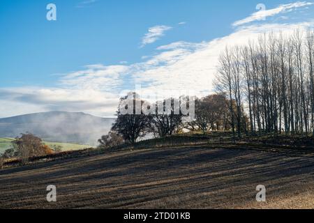 Baumsilhouetten im Nebel entlang des Flusses Spey im November. Morayshire, Schottland Stockfoto