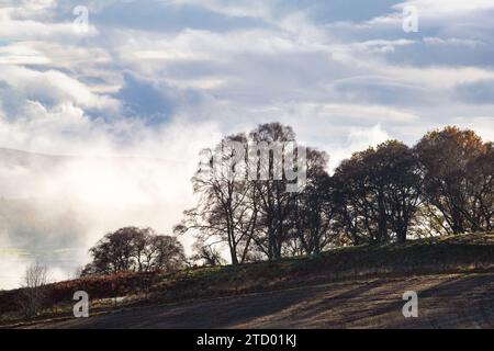 Baumsilhouetten im Nebel entlang des Flusses Spey im November. Morayshire, Schottland Stockfoto