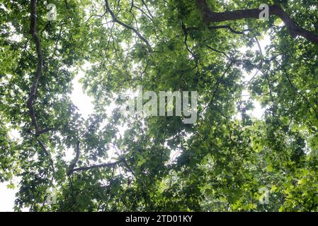 Details und Blick auf Bäume und Eisenwerk am Soho Square im Herzen der Stadt London Stockfoto