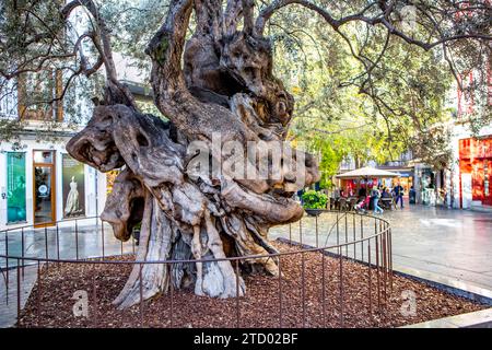 Der uralte Olivenbaum bildet das grüne Zentrum in der Mitte des Platzes Cort vor dem Rathaus von Palma. Palma de Mallorca *** der alte Olivenbaum bildet das grüne Zentrum mitten auf dem Cort-Platz vor dem Rathaus von Palma de Mallorca Stockfoto