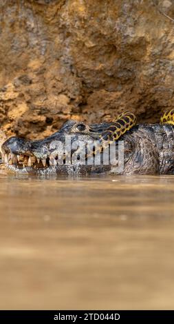 Wilde Jagd in BRASILIEN AUFREGENDE Bilder zeigen einen Kaiman-Alligator, der eine gelbe Anakonda wie eine Krawatte trägt. Die 1,2 Meter lange Anaconda hat die neun-Fo-Runde gedeckt Stockfoto