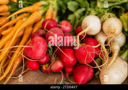 Bauernmarkt, Karotten, Rüben und Radieschen in einem bunten Haufen frischer Gemüse Stockfoto