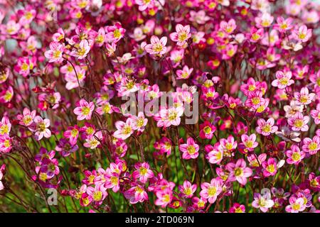 Blühende Mossy Saxifrage in Nahaufnahme Stockfoto