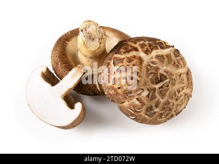 Shiitake-Pilze isoliert auf weißem Hintergrund Stockfoto
