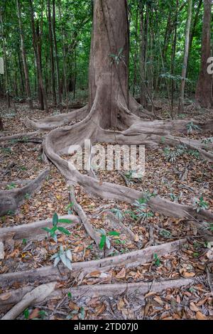 Große Bäume und Wurzeln im Amazonas-Regenwald in der Trockenzeit Stockfoto