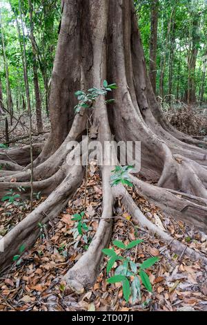 Große Bäume und Wurzeln im Amazonas-Regenwald in der Trockenzeit Stockfoto