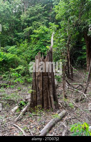 Toter Baum im Amazonas-Regenwald während der Trockenzeit Stockfoto