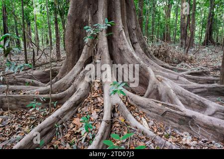 Große Bäume und Wurzeln im Amazonas-Regenwald in der Trockenzeit Stockfoto