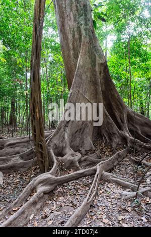 Große Bäume und Wurzeln im Amazonas-Regenwald in der Trockenzeit Stockfoto