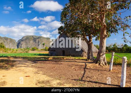 Eine typische Scheune zum Trocknen von Tabakblättern, Valley de Vinales, Pina Stockfoto