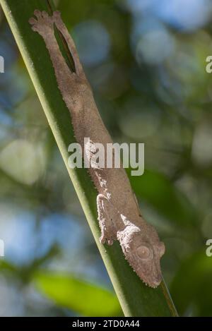 Nosy Bè die wunderschöne kleine Insel Madagaskar, die aus zwei Inseln besteht Stockfoto