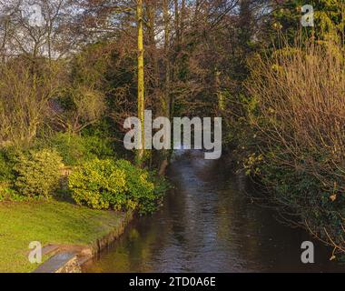 Ein kleiner Fluss fließt durch einige Bäume, während die Sonne auf Sträucher an einem Flussufer fällt. Zwischen den oberen Ästen des sind Blicke auf den Himmel zu sehen Stockfoto