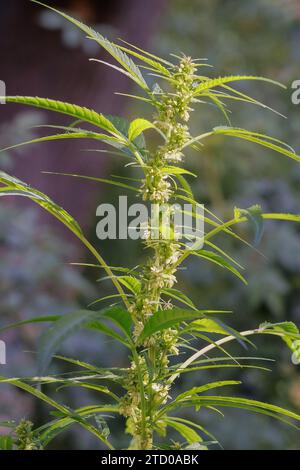 Indischer Hanf, Marihuana, mary jane (Cannabis sativa), blühende männliche Pflanze Stockfoto