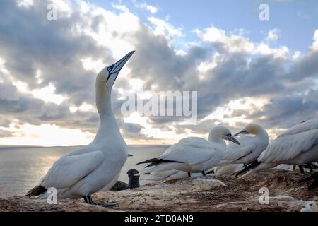 nördliche Tölpel (Sula bassana, Morus bassanus), ruhende Truppe an der Küste, Deutschland, Schleswig-Holstein, Helgoland Stockfoto