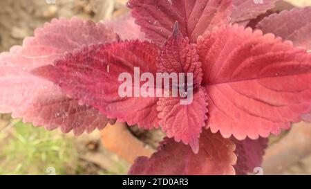 Laub der Pflanze Coleus - hellrote Blätter von oben. Bush der roten Coleaus Stockfoto