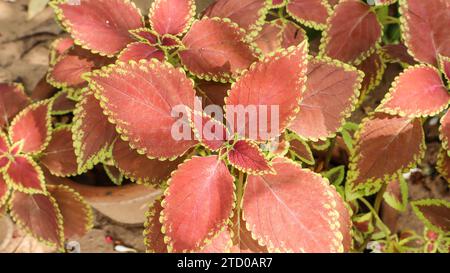 Der Blick von oben auf Coleus, Painted Nessel oder Plectranthis scutellarioides ist rot-orange mit hellgrünen Leinen Stockfoto