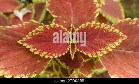 Der Blick von oben auf Coleus, Painted Nessel oder Plectranthis scutellarioides ist rot-orange mit hellgrünen Leinen Stockfoto