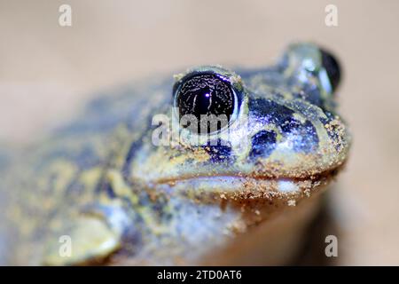 Westeuropäischer Spadefoot, iberischer Spadefoot (Pelobates cultripes), Porträt, Frankreich, Oppede Stockfoto