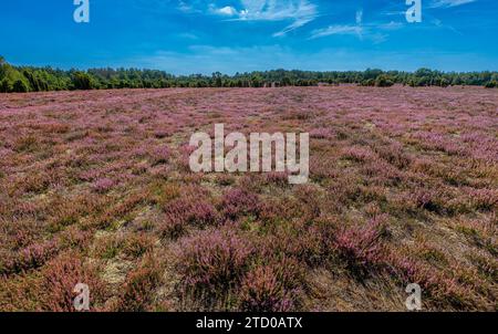 Gemeine Heide, Ling, Heide (Calluna vulgaris), blühende Heide im Naturpark mit Juinper, Deutschland, Niedersachsen, Naturschutzgebiet Heiliger Stockfoto