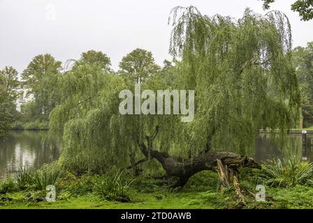 willow, Ochier (Salix spec.), Sturmverlust an der Alster, Hamburg Stockfoto