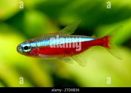 kardinaltetra (Paracheirodon axelrodi, Cheirodon axelrodi, Hyphessobrycon cardinalis), Seitenansicht Stockfoto