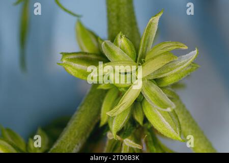 Indischer Hanf, Marihuana, mary jane (Cannabis sativa), männliche Blume, Nahaufnahme Stockfoto
