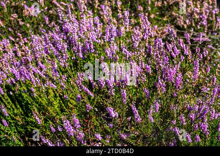 Gemeine Heide, Ling, Heide (Calluna vulgaris), Blooming, Deutschland, Niedersachsen, Naturschutzgebiet Heiliger Hain in der Südheide Gifhorn Stockfoto