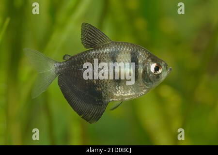 Schwarzer tetra, schwarzer tetra-Rock, Petticoat tetra, schwarzer tetra-Rock mit hoher Flosse, schwarzer tetra-Rock mit schwarzer Witwe (Gymnocorymbus ternetzi), männlich Stockfoto