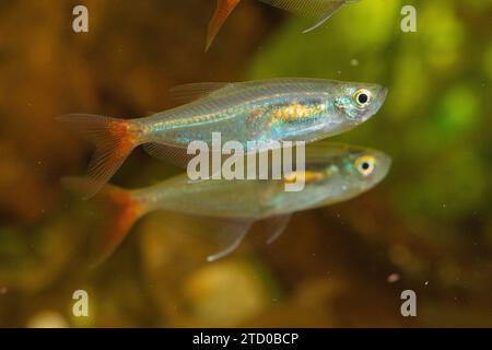 Glasblutflosse, Rotflossenglas-Tetra (Prionobrama filigera), zwei schimmernde Glasblutflossentetras, Seitenansicht Stockfoto