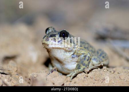 Westeuropäischer Spadefoot, iberischer Spadefoot (Pelobates cultripes), sitzend auf Schlamm, Frankreich, Oppede Stockfoto