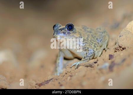 Westeuropäischer Spadefoot, iberischer Spadefoot (Pelobates cultripes), sitzend auf dem Boden, Frankreich, Oppede Stockfoto