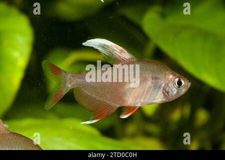 Rosiges tetra, kunstvolles tetra (Hyphessobrycon bentosi), schwimmender Mann, Seitenansicht Stockfoto