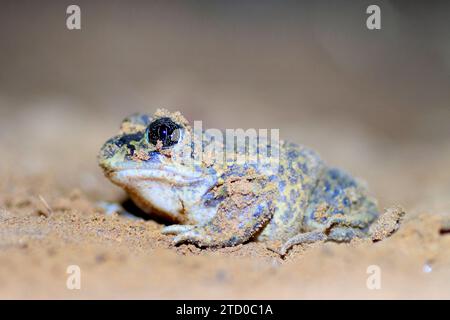 Westeuropäischer Spadefoot, iberischer Spadefoot (Pelobates cultripes), sitzend auf dem Boden, Frankreich, Oppede Stockfoto