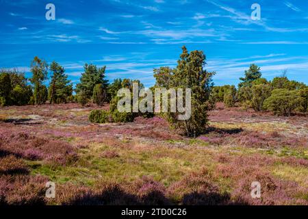 Gemeine Heide, Ling, Heide (Calluna vulgaris), blühende Heide im Naturpark mit Juinper, Deutschland, Niedersachsen, Naturschutzgebiet Heiliger Stockfoto