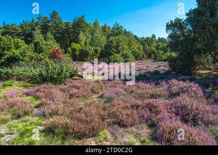 Gemeine Heide, Ling, Heide (Calluna vulgaris), blühende Heide im Naturpark mit Juinper, Deutschland, Niedersachsen, Naturschutzgebiet Heiliger Stockfoto