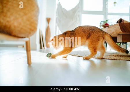 Seitenansicht einer niedlichen Katze, die nach unten blickt, während sie im Wohnzimmer mit Glasfenster bei Tageslicht auf dem Boden steht und zu Hause mit Weihnachtskugel spielt Stockfoto